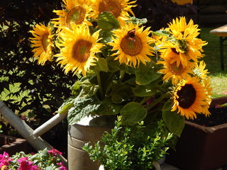 Sonnenblumenstrauß in Zinngießkanne