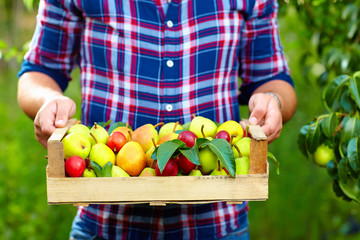 gardener holding a crate of summer fruit, ripe pears and plums