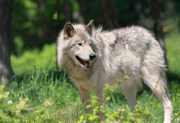 loup gris dans les bois