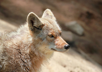 coyote en nature