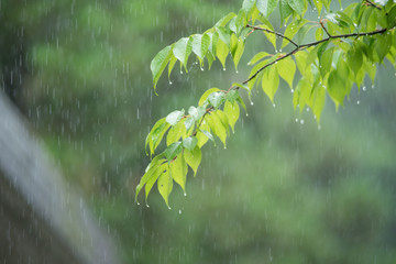 露と若葉 © 歌うカメラマン