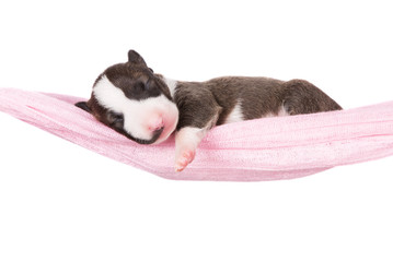 newborn english bull terrier puppy in a hammock