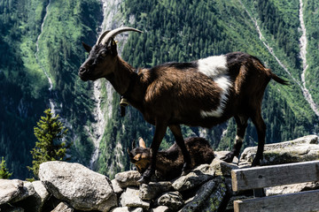 Goat in the Alps