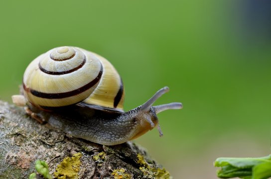 Schnecke