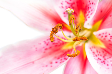 isоlated macro image of the single white lily flower