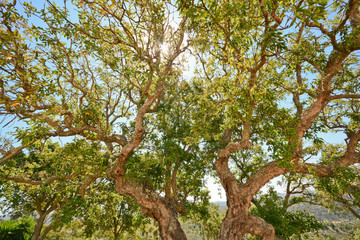 Cork oak tree (Quercus suber) in spring time, Alentejo Portugal