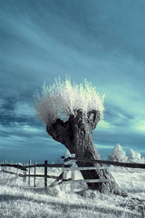 landscape in the infrared - 67154350