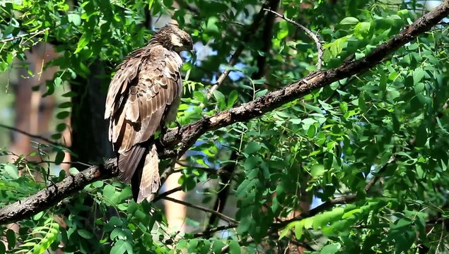 Oriental honey-buzzard (Oriental honey-buzzard) female in Japan