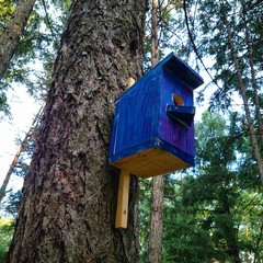 A nesting box in a park