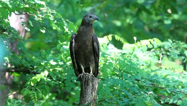 Oriental honey-buzzard (Oriental honey-buzzard) female in Japan