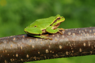 European tree frog