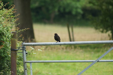 Common Blackbird - Turdus merula