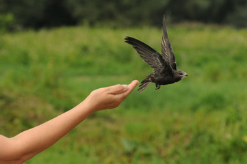 Common swift bird (Apus apus) released into the wild