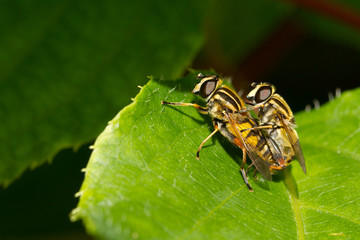 Gemeine Sumpfschwebfliege