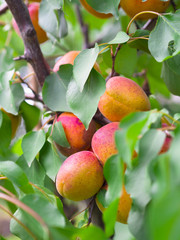 apricots on the tree