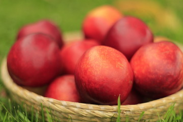 nectarine in landscape