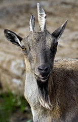 Markhor