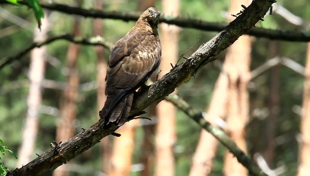 Oriental honey-buzzard (Oriental honey-buzzard) female in Japan