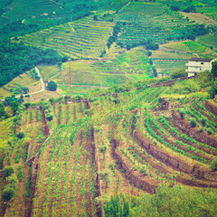 Vineyards