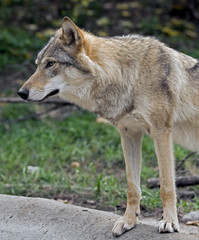 Fototapeta premium Grey wolf