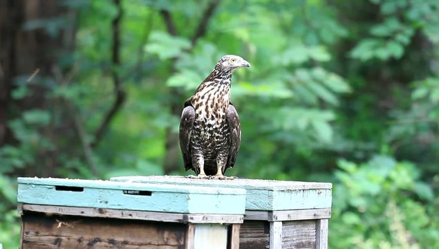 Oriental honey-buzzard (Oriental honey-buzzard) female in Japan
