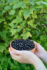 Female hands hold a bowl with black currant