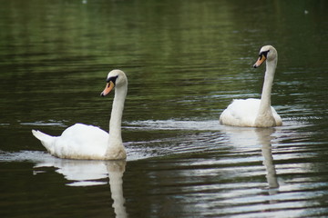 Fototapeta premium Pair of Mute Swan - Cygnus olor