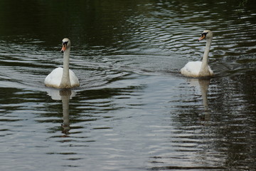 Pair of Mute Swan - Cygnus olor