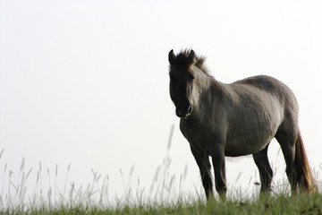 Fototapeta premium cheval