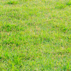 Green grass background