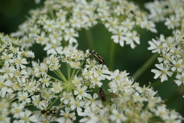 Mirid Bug - Grypocoris stysi