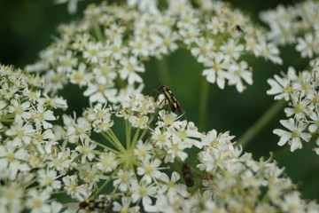 Mirid Bug - Grypocoris stysi