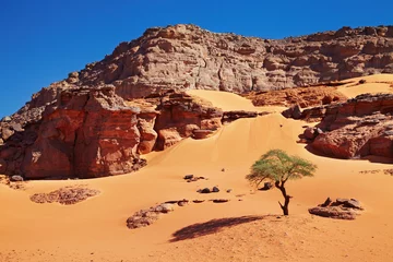 Foto op Canvas Saharawoestijn, Algerije © Dmitry Pichugin