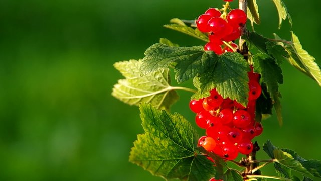 Red currant on a green background
