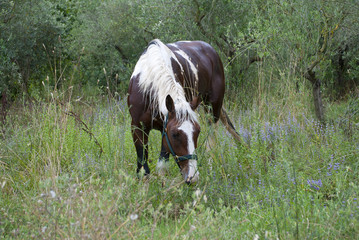 Horse