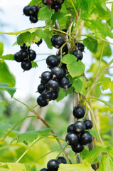 branch of black currant