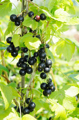 branch of black currant