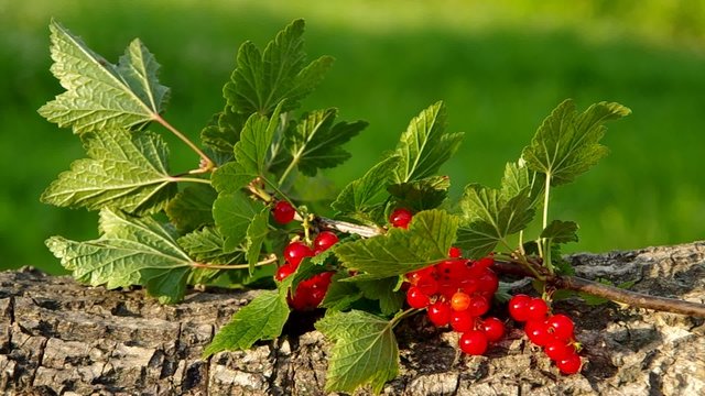 Red currant on a green background