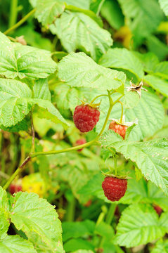 Berries of raspberry on the bush