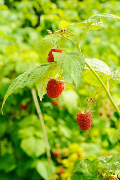 Berries of raspberry on the bush