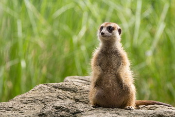 Meerkat looking around
