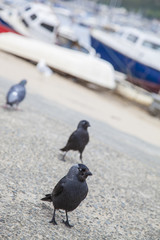Jackdaw Birds