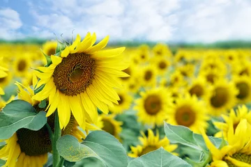 Acrylic prints Sunflower sunflowers in field