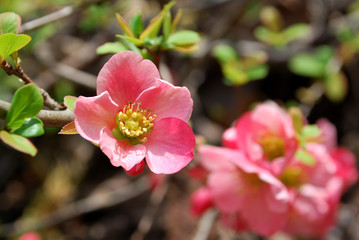 Fototapeta na wymiar Chaenomeles Pink Flower