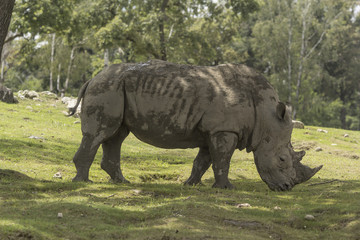Obraz premium rhino in the natural park