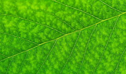 Fototapeta na wymiar cherry leaf texture