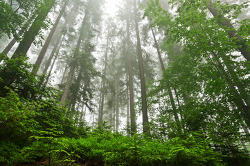 Fototapeta na wymiar dense forest
