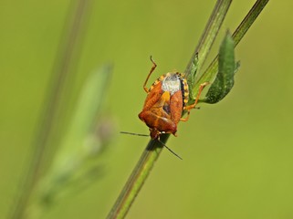 Purpur-Fruchtwanze (Carpocoris purpureipennis)