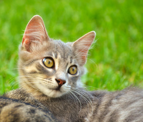 Cute kitten portrait outdoor