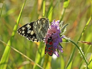 Schachbrett und Esparsettenwidderchen auf Witwenblume